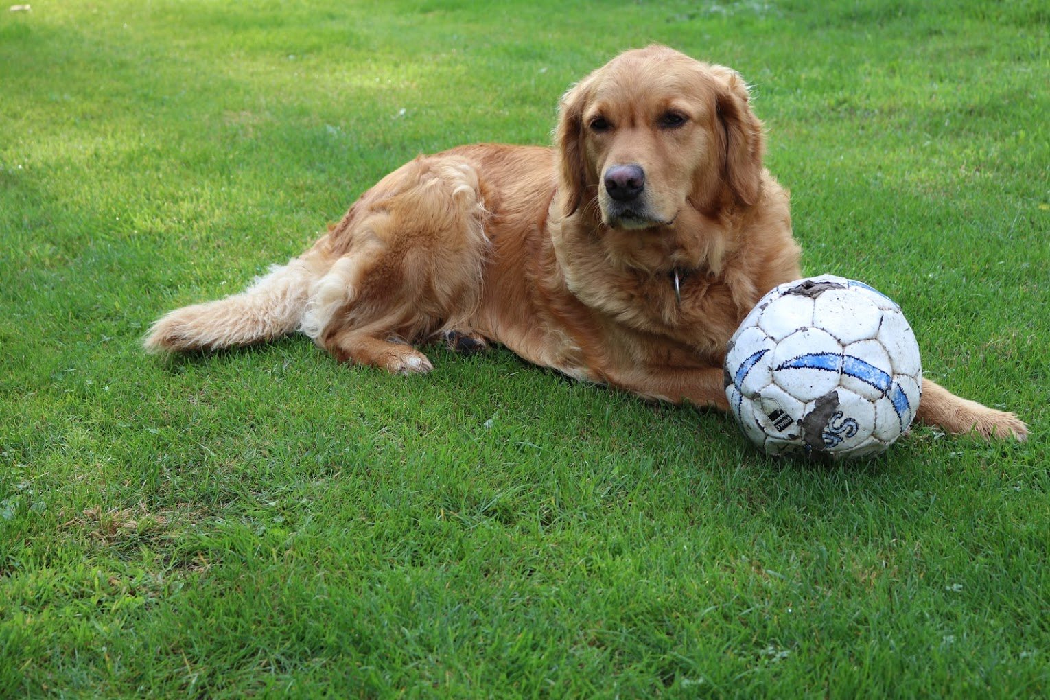 golden retriever laying on lawn protecting soccer ball