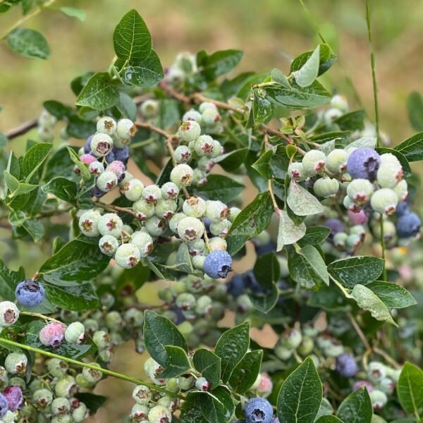 Unreife Heidelbeeren