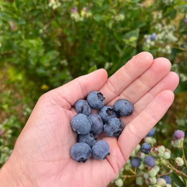 hand voller Heidelbeeren