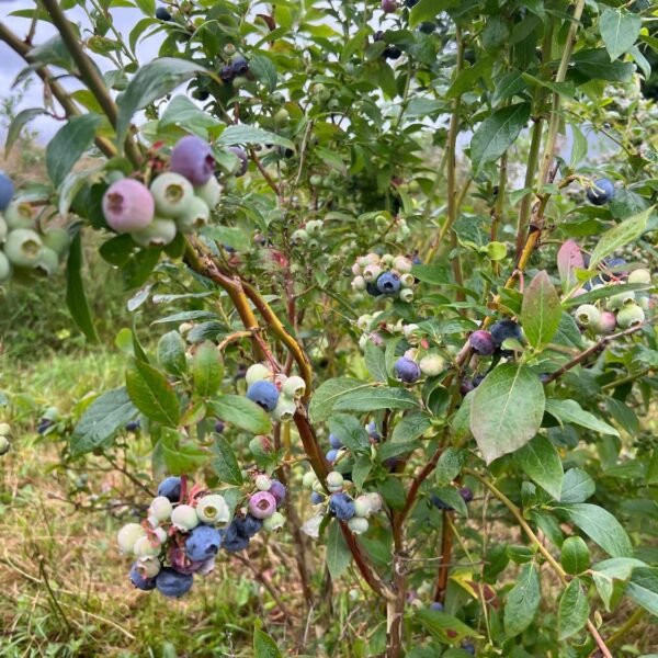 heidelbeeren